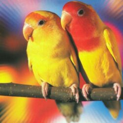 Love Birds Wallpapers