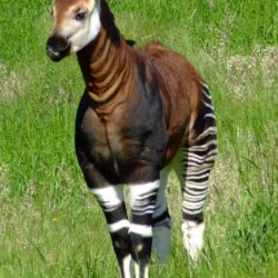Okapi Facts, Habitat, Diet, Predators, Adaptations, Pictures