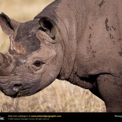 Rhinoceros Picture, Rhinoceros Desktop Wallpaper, Free Wallpapers