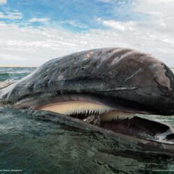 Gray whale swimming off the coast of Baja California, Mexico