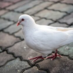Download wallpapers 4k, white dove, close