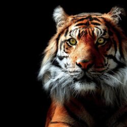 981 Tiger Wallpapers