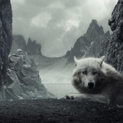 Wallpapers For > White Wolf Wallpapers Hd