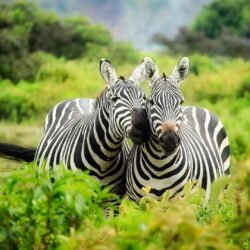 Zebras In Kenya Wallpapers