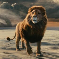 Aslan the Lion from Chronicles of Narnia Voyage of the Dawn