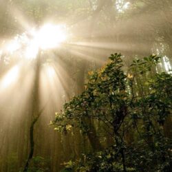 Sun through the Trees in the Jungle wallpapers #