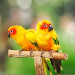 Download Cool Cute Parrot Wallpapers