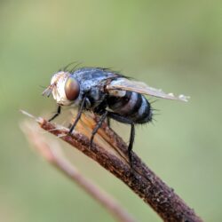 Housefly Pictures