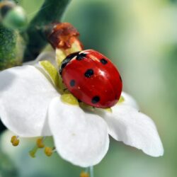 Ladybird wallpapers