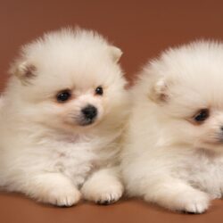 Fluffy puppies Chow Chow snow white . Android wallpapers for free