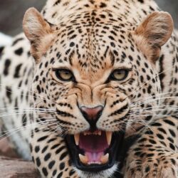 leopard image