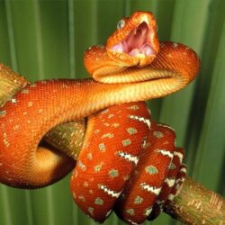 Best Jungle Life: Deadly Snake Wallpapers And Pictures