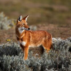 Ethiopian wolf, or Simien jackal. Although related to wolves