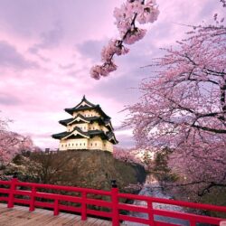 Cherry Blossoms, Japan ❤ 4K HD Desktop Wallpapers for 4K Ultra HD TV