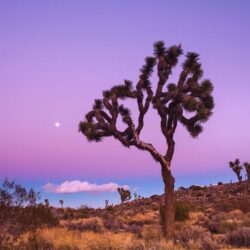 Joshua Tree National Park Winter