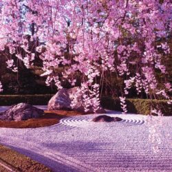 Wallpapers For > Cherry Blossom Tree Anime Wallpapers