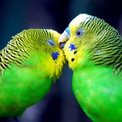 Beautiful Cute Parrots Kissing Romantic HD Wallpapers