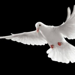 Flying White Pigeons Black Backgrounds HD Wallpapers Image