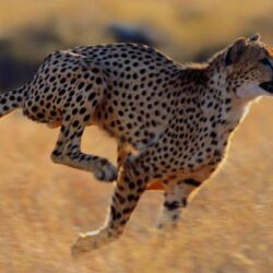 Animals For > African Cheetah Wallpapers