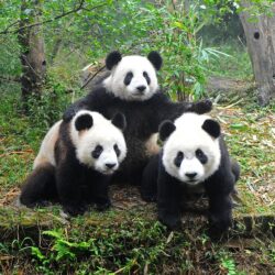 What’s Wrong with Giant Pandas?