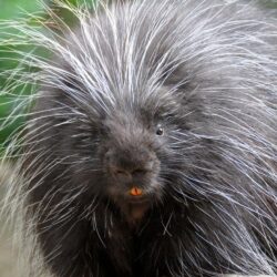 Most viewed Porcupine wallpapers
