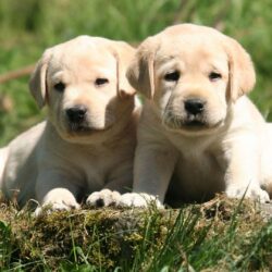 Lab Puppies Wallpapers Group