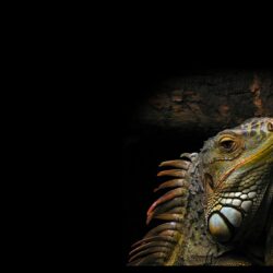 Animals Reptiles Iguana Wallpapers