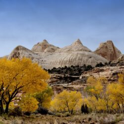 Trees and autumn and white stone mountain top, capitol reef HD