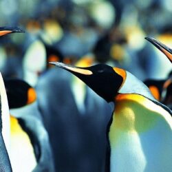 Penguin Wallpapers