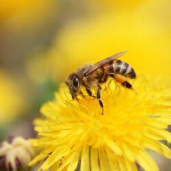 Bee Wallpaper, Top 41 Bee Image