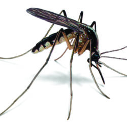 px Desktop image of Mosquito 4