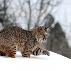 Bobcat on snow HD wallpapers