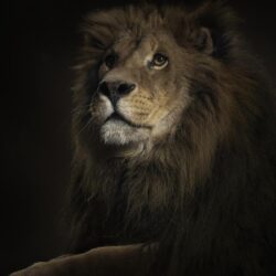 788 Lion Wallpapers
