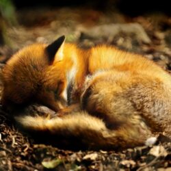 sleeping red fox wallpaper, jefferson and myths, being corrupt and