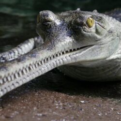 Gharial