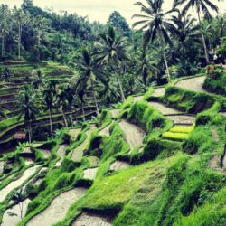 Amazing Rice Fields in Ubud