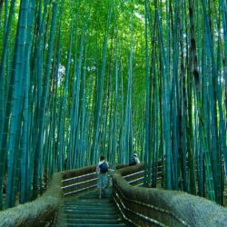 Beautiful pathway in the Sagano bamboo forest : pics