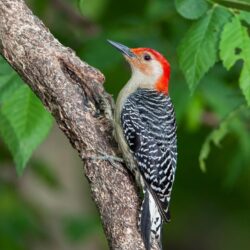 Woodpecker Bird Branch Leaves Wallpapers