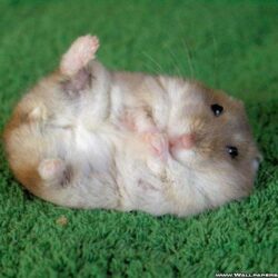 funny hamster wallpapers / funny backgrounds