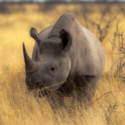 750800 Best Rhino Wallpapers