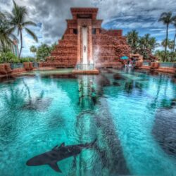 nassau bahamas nassau bahamas atlantis hotel palm pool shark HD