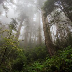 Wallpapers fog, 4k, HD wallpaper, forest, green, plants, Nature