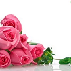 Top Wallpapers: Roses Wallpapers