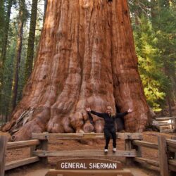 40+ Best HD Sequoia National Park Wallpapers