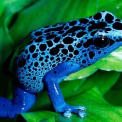 Blue Frog Wallpapers