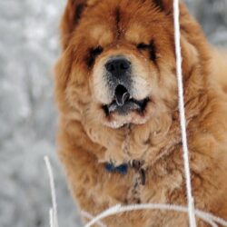 Download wallpapers chow chow, dog, face, fat iphone 4s/4