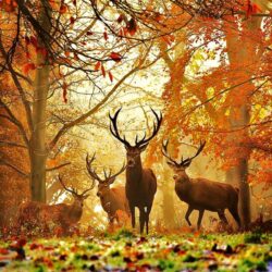 Deer Wallpapers 1080p