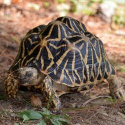 3 Indian Star Tortoise HD Wallpapers