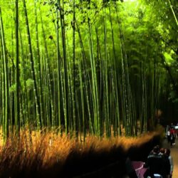 Bamboo Grove Wallpapers