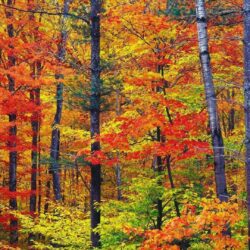 Nature colors new hampshire wallpapers